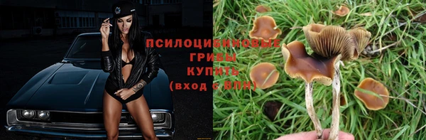 прущие грибы Горняк